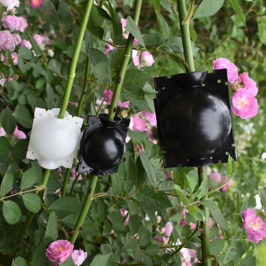 Caja De Cultivo De Raíces De Plantas