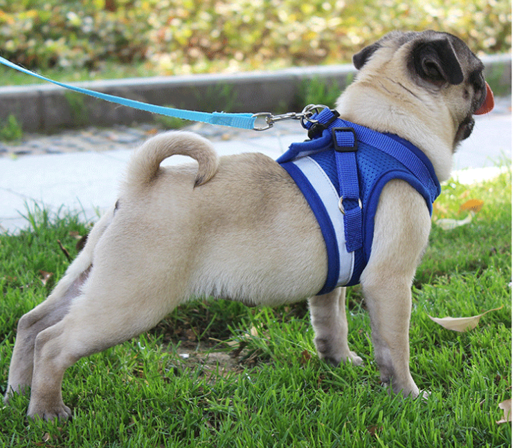 El último arnés para perros que tendrás que comprar