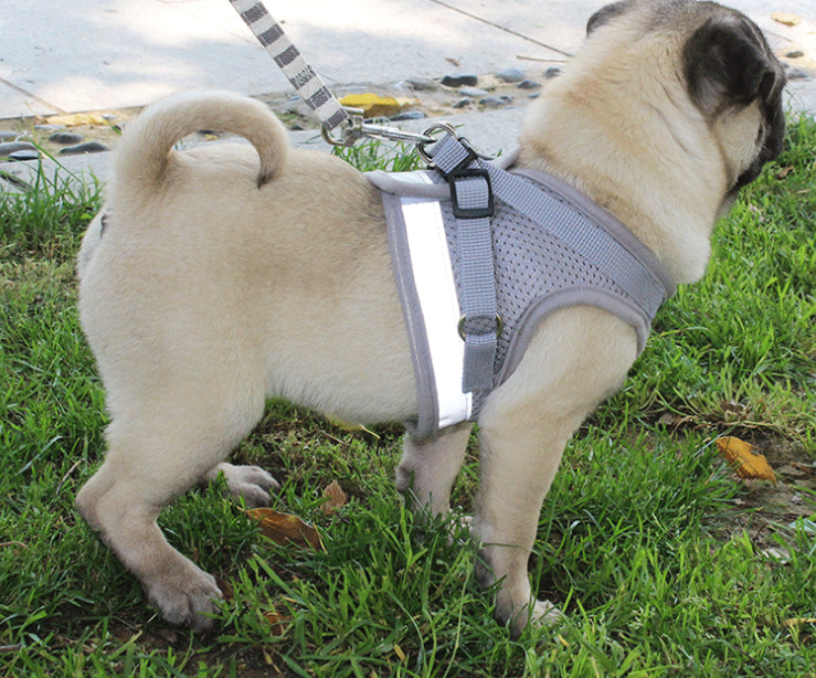 El último arnés para perros que tendrás que comprar