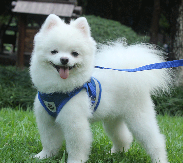 El último arnés para perros que tendrás que comprar