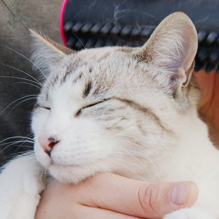 Cepillo Para Capa Interna Y Capa