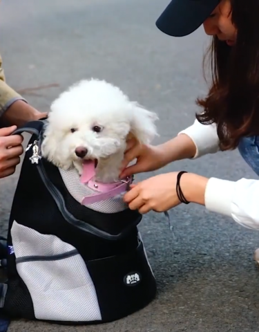 BOLSA DE VIAJE PARA MASCOTAS - PERROS Y GATOS - MXbueno
