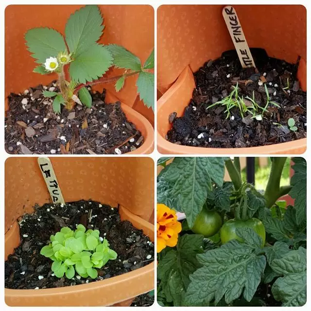 🌼Plant Festival - Macetas Apilables De Pie Macetas Para Plantar Fresas